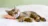 sleeping_cat